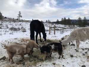 Farm animals eating hay in Winter